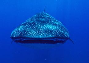Whale Shark in Jangamo